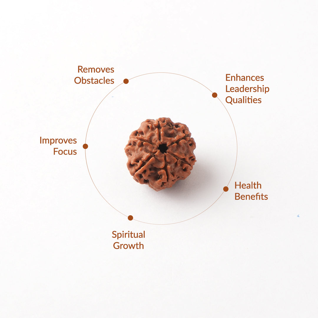 6 Mukhi Natural Nepali Rudraksha_ Lab Certified