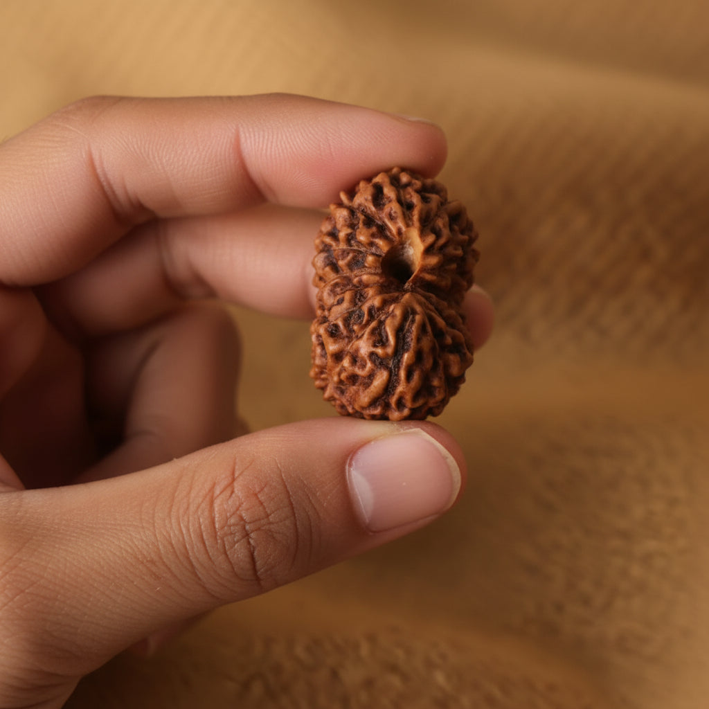 15 Mukhi Natural Rudraksha_ Lab Certified