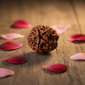 5 Mukhi Natural Rudraksha- Nepali_ Lab Certified