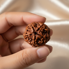 5 Mukhi Natural Rudraksha- Nepali_ Lab Certified