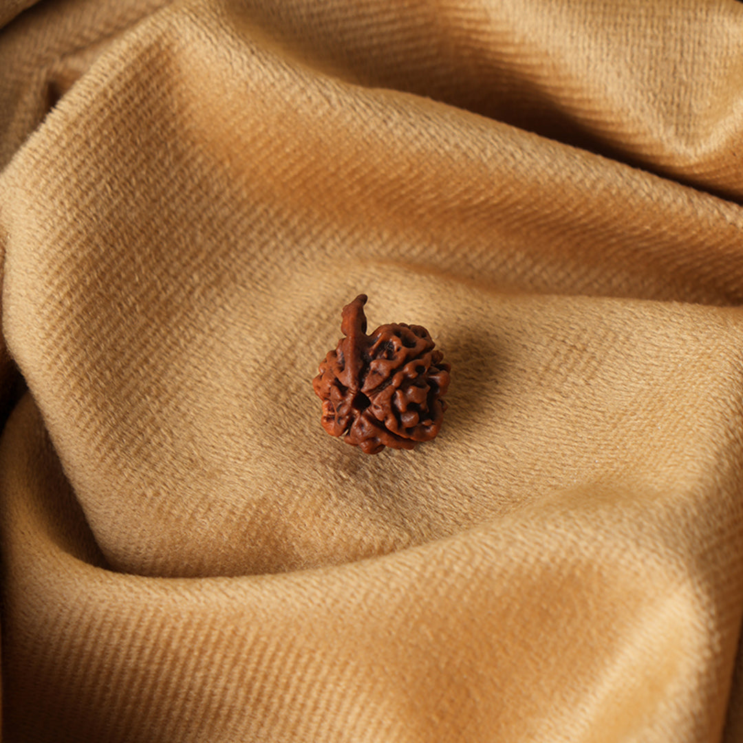 Ganesh Rudraksha_ Lab Certified