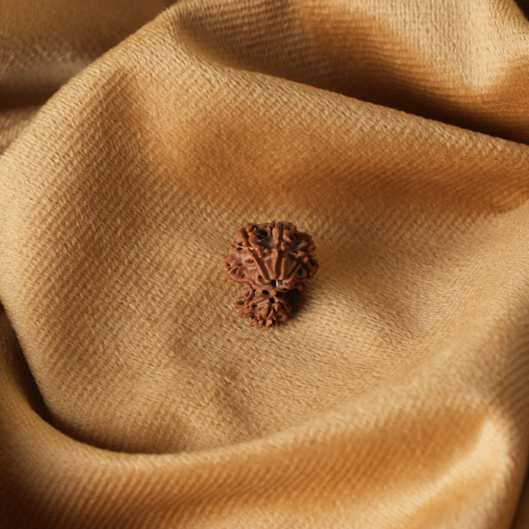 Garbh Gauri Natural Rudraksha_ Lab Certified
