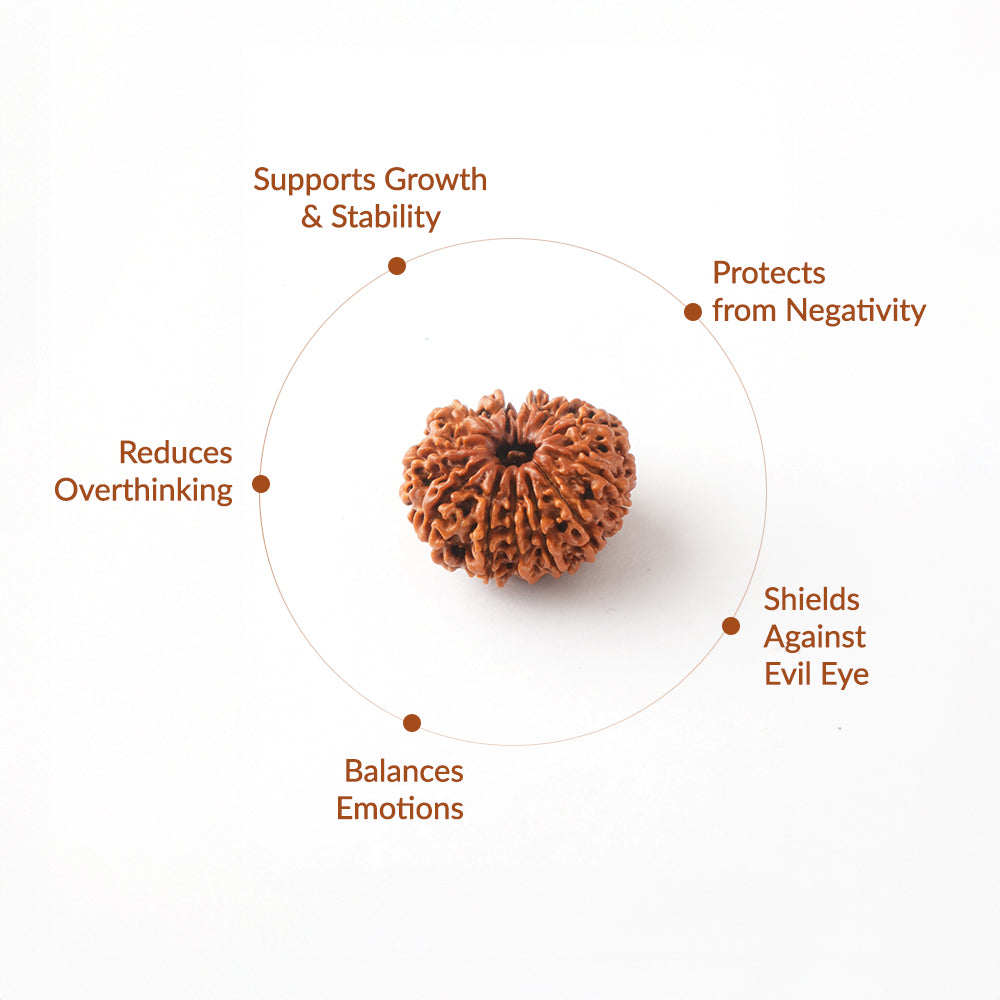 10 Mukhi Natural Rudraksha_ Lab Certified