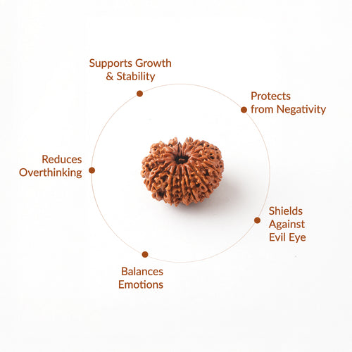 10 Mukhi Natural Rudraksha_ Lab Certified