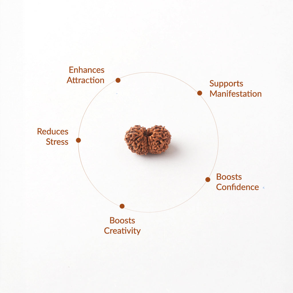 13 Mukhi Natural Rudraksha_ Lab Certified