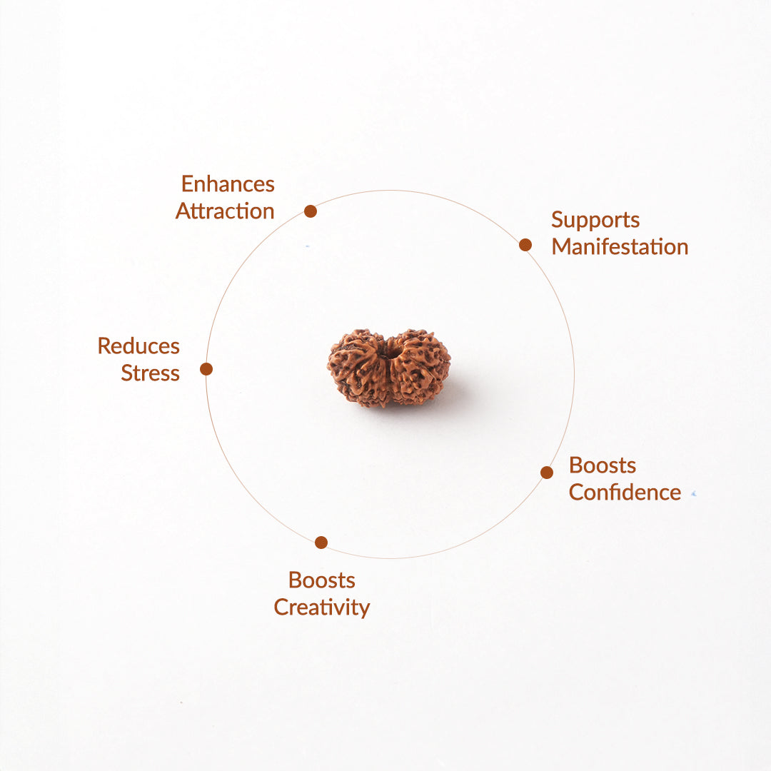 13 Mukhi Natural Rudraksha_ Lab Certified