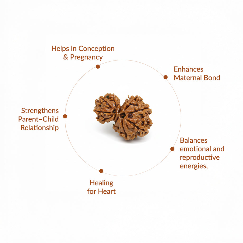 Garbh Gauri Natural Rudraksha_ Lab Certified