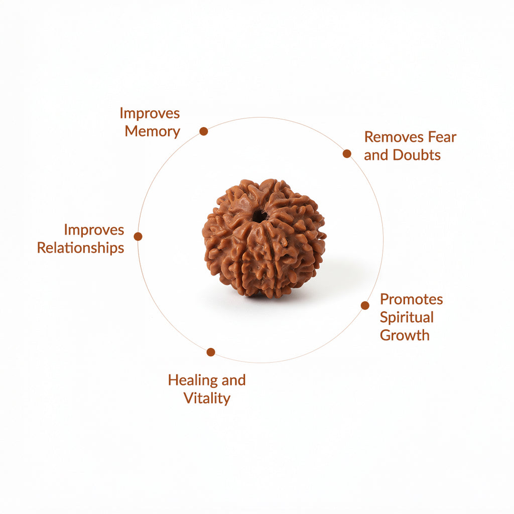 8 Mukhi Natural Rudraksha_ Lab Certified