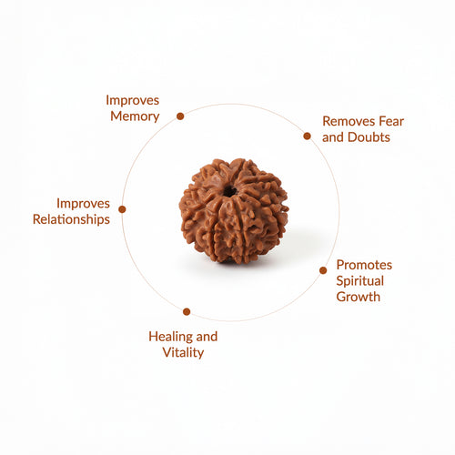 18 Mukhi Natural Indonesian Rudraksha_ Lab Certified