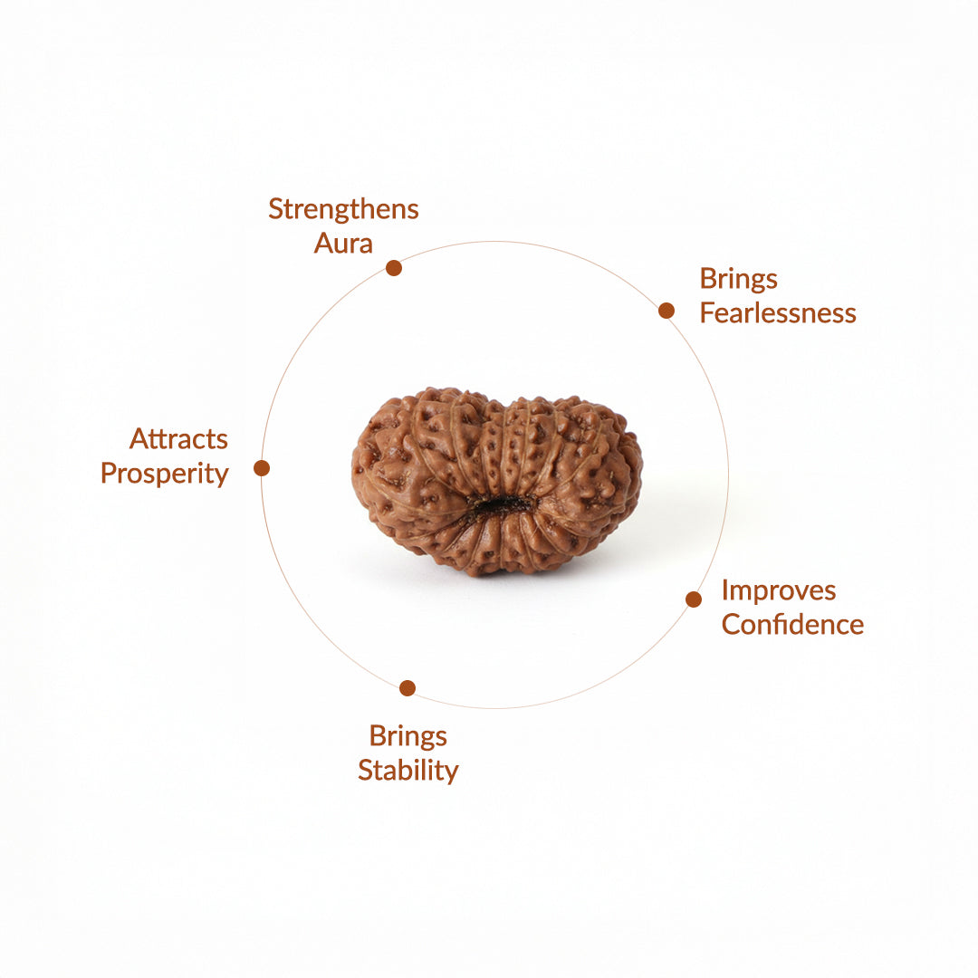 16 Mukhi Natural Indonesian Rudraksha_ Lab Certified