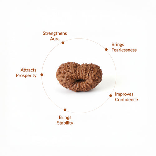 16 Mukhi Natural Indonesian Rudraksha_ Lab Certified
