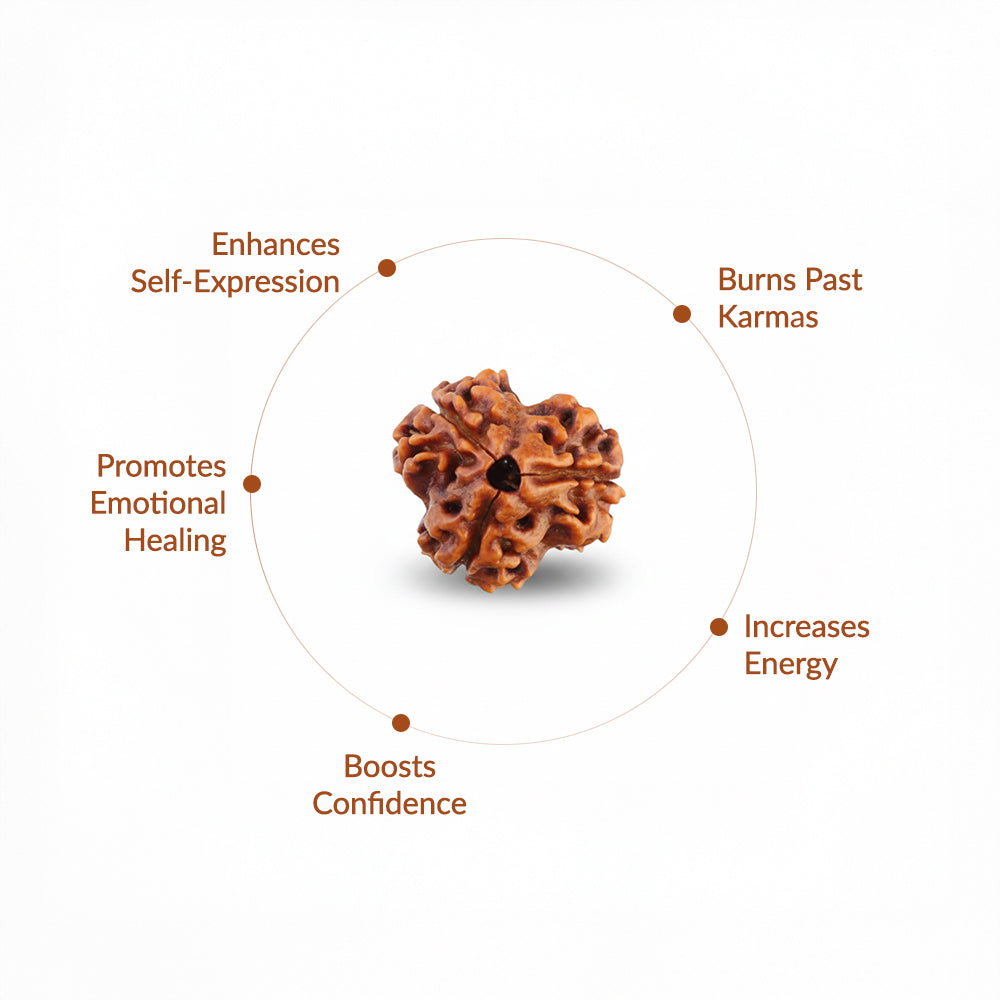 3 Mukhi Natural  Rudraksha_ Lab Certified