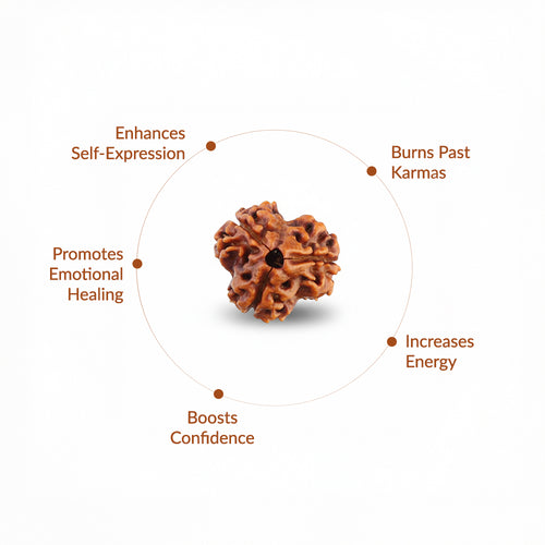 3 Mukhi Natural  Rudraksha_ Lab Certified