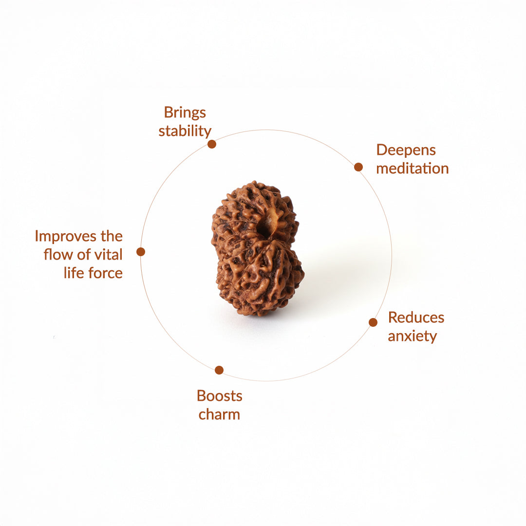 15 Mukhi Natural Rudraksha_ Lab Certified