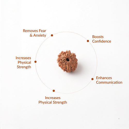 11 Mukhi Natural Rudraksha_ Lab Certified