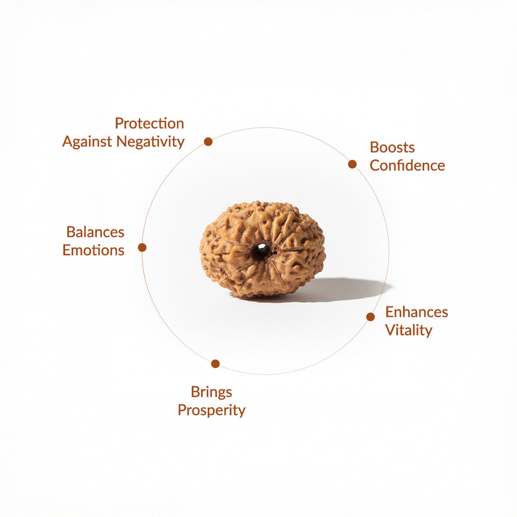 12 Mukhi Natural Rudraksha_ Lab Certified