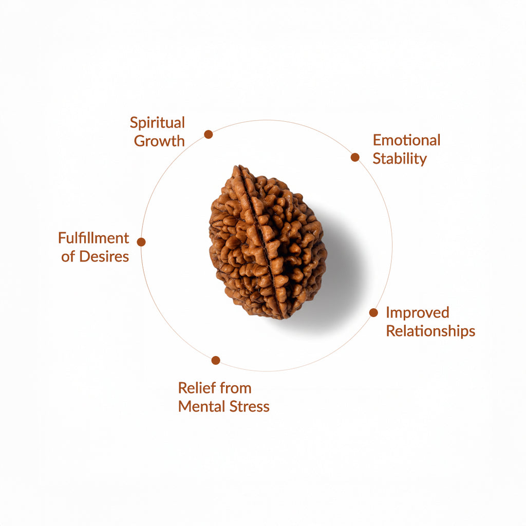 2 Mukhi Natural Rudraksha_ Lab Certified
