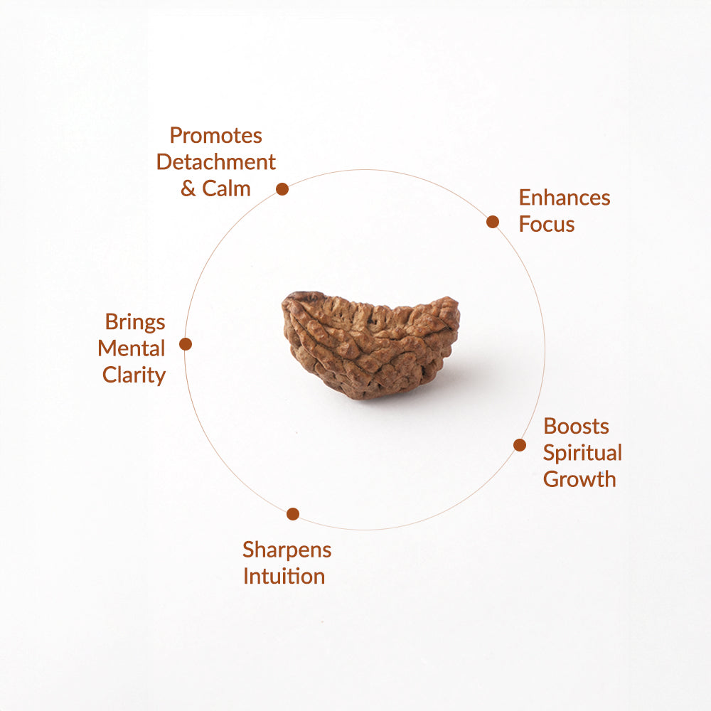 1 Mukhi Natural Rudraksha_ Lab Certified