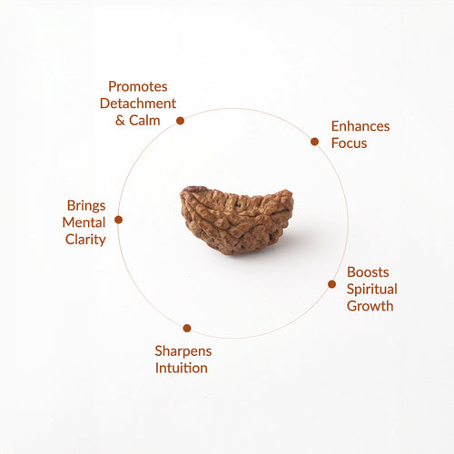 1 Mukhi Natural Rudraksha_ Lab Certified