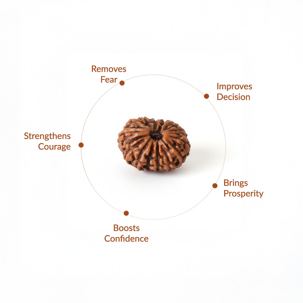 14 Mukhi Natural Rudraksha_ Lab Certified