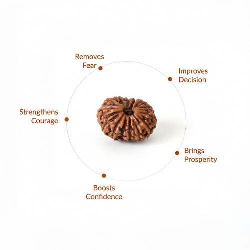 14 Mukhi Natural Rudraksha_ Lab Certified