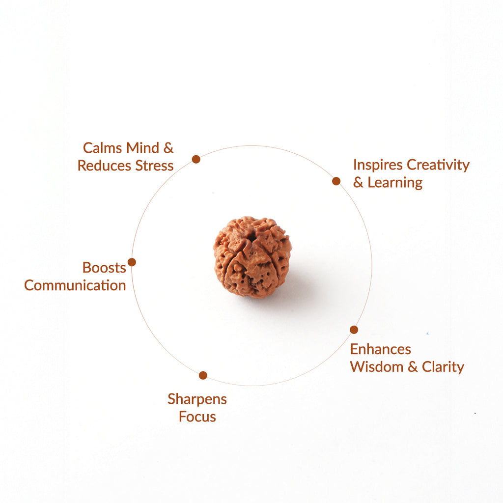 4 Mukhi Natural Rudraksha - Nepali_ Lab Certified