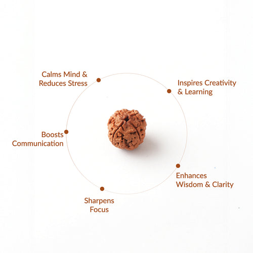 4 Mukhi Natural Rudraksha - Nepali_ Lab Certified